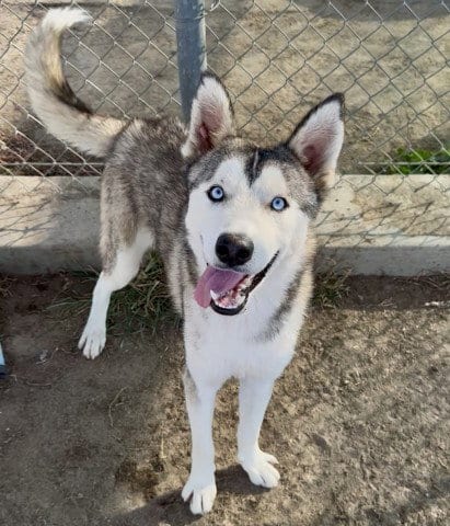 Photo of Pavarotti, adoptable Siberian Husky in Bakersfield, California