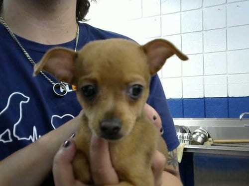 Photo of Thing 3, adoptable Chihuahua in Albuquerque, New Mexico
