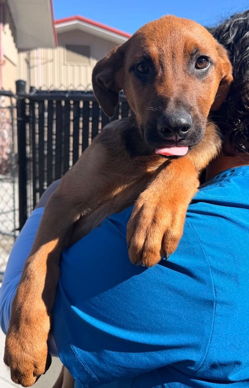 Photo of Kevin, adoptable Belgian Shepherd Dog Sheepdog in Salinas, California