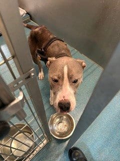 Photo of Big Girl, adoptable Pit Bull Terrier in Pearland, Texas