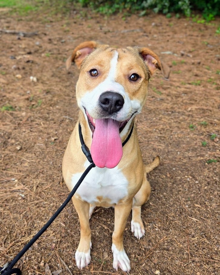 Photo of Cookie “Sadie”, adoptable Mixed Breed in Douglasville, Georgia