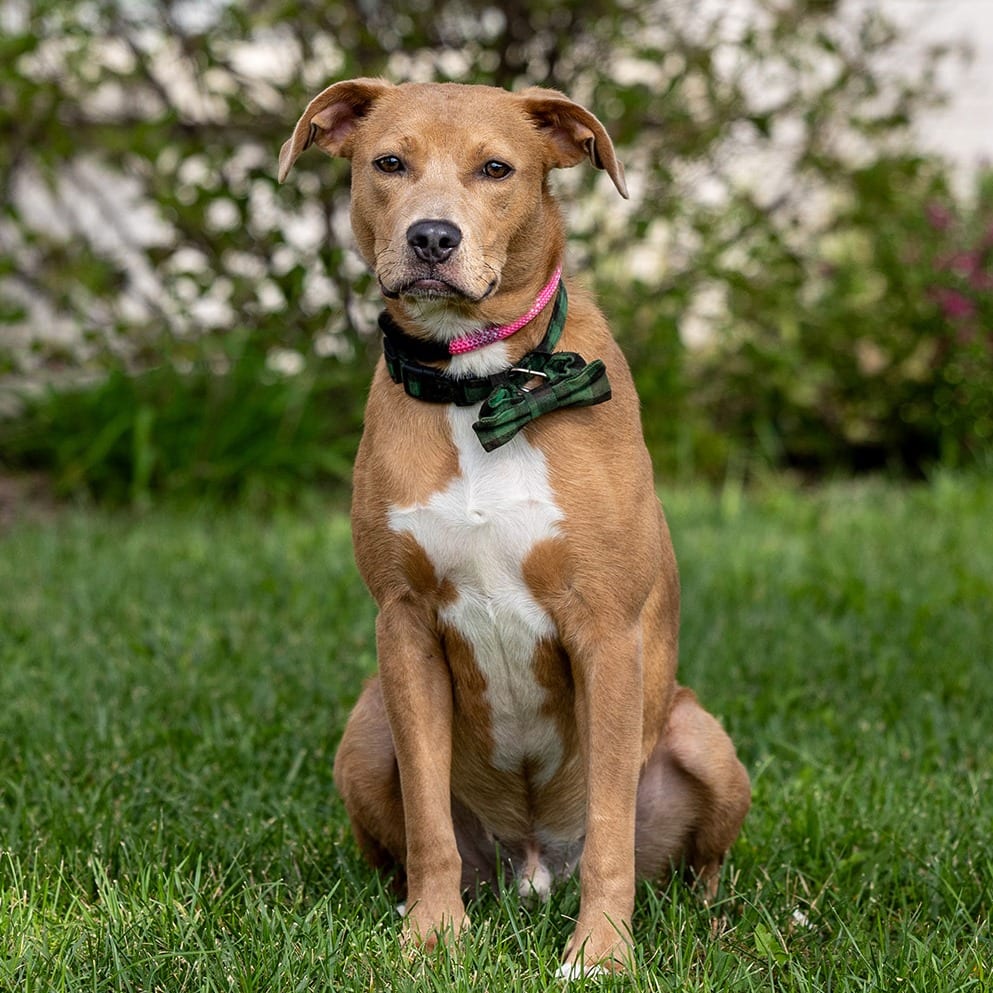 Photo of Goose, adoptable Mixed Breed (Medium) in Council Bluffs, Iowa