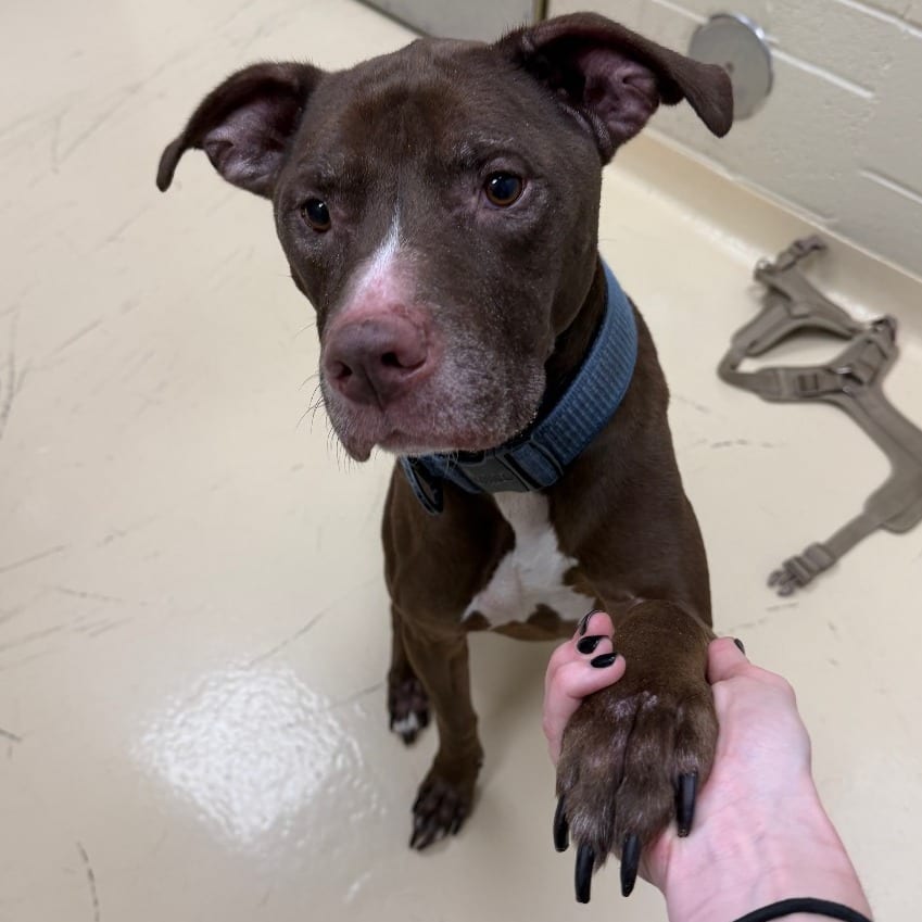 Photo of Tank, adoptable Mixed Breed (Medium) in Winston-Salem, North Carolina