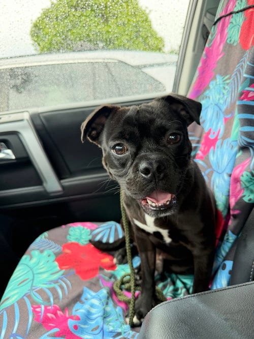 Photo of Blaine, adoptable Pug in San Diego, California