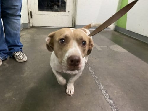 Photo of Rosa, adoptable Pit Bull Terrier in Los Angeles, California