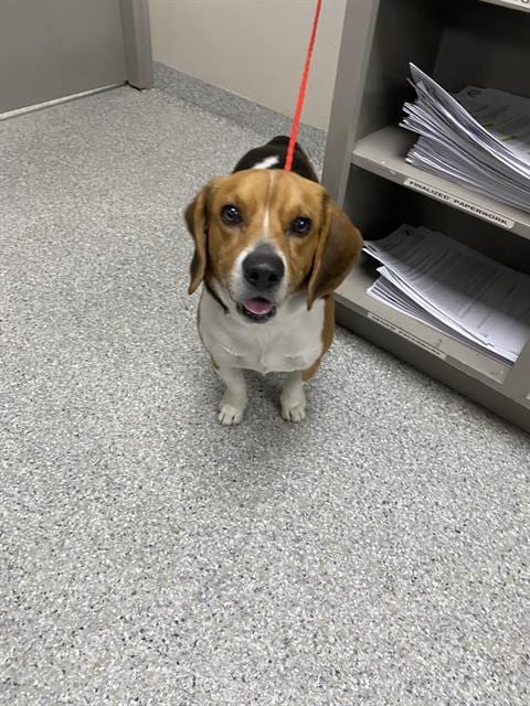 Photo of Buddy, adoptable Beagle in Pasadena, Texas