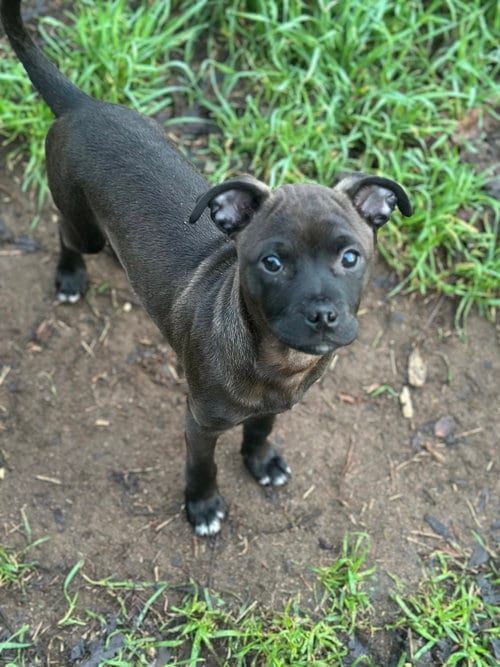 Photo of Aggie, adoptable Chihuahua in Fair Oaks, California