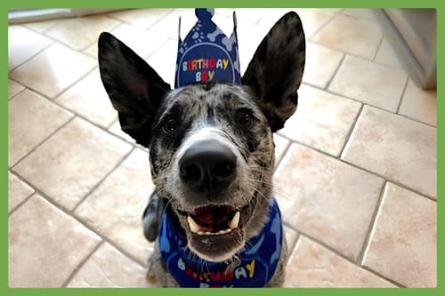Photo of Jasper, adoptable Border Collie in Amherst, Massachusetts