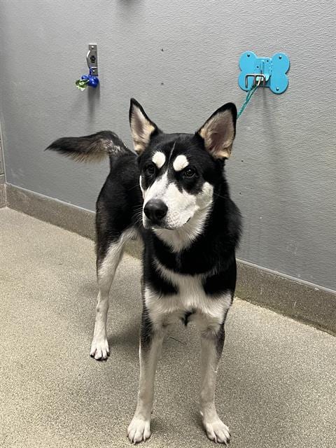 Photo of Rocket Paws, adoptable Siberian Husky in Las Vegas, Nevada