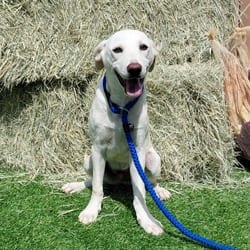 Photo of Jasper CI, adoptable Hound (Unknown Type) Mixed Breed (Medium) in Hartford, Connecticut