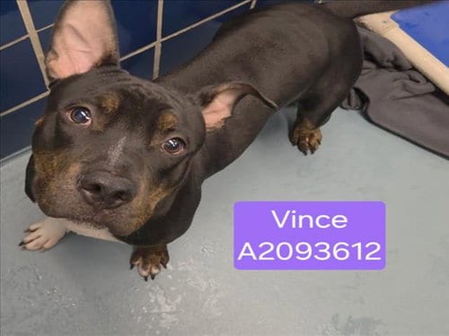 Photo of Vince, adoptable Staffordshire Bull Terrier in Houston, Texas