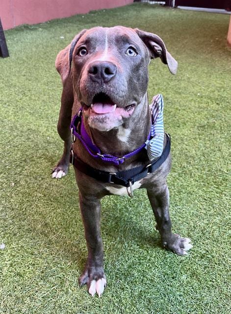 Photo of Shimmy, adoptable Pit Bull Terrier in San Francisco, California