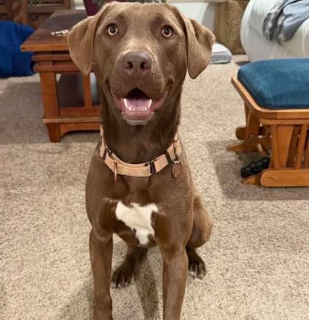 Photo of River, adoptable Hound (Unknown Type)/Terrier (Unknown Type, Medium) in Malvern, Pennsylvania