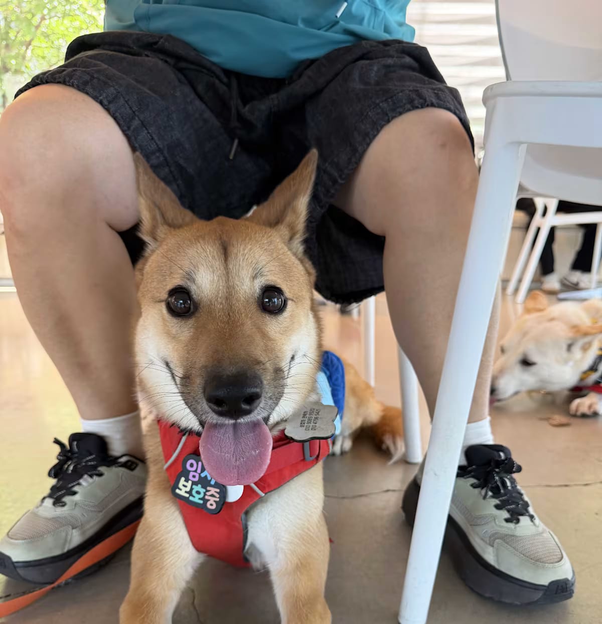 Photo of Namu, adoptable Jindo Shiba Inu in Georgetown, District of Columbia