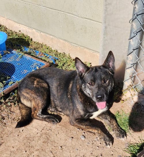 Photo of Otis, adoptable Belgian Shepherd Malinois in Amarillo, Texas