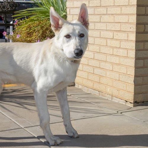Photo of Pilar, adoptable German Shepherd Dog in St Louis, Missouri