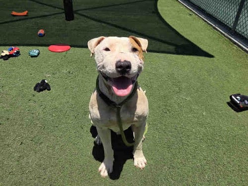 Photo of Max, adoptable Pit Bull Terrier in Carlsbad, California