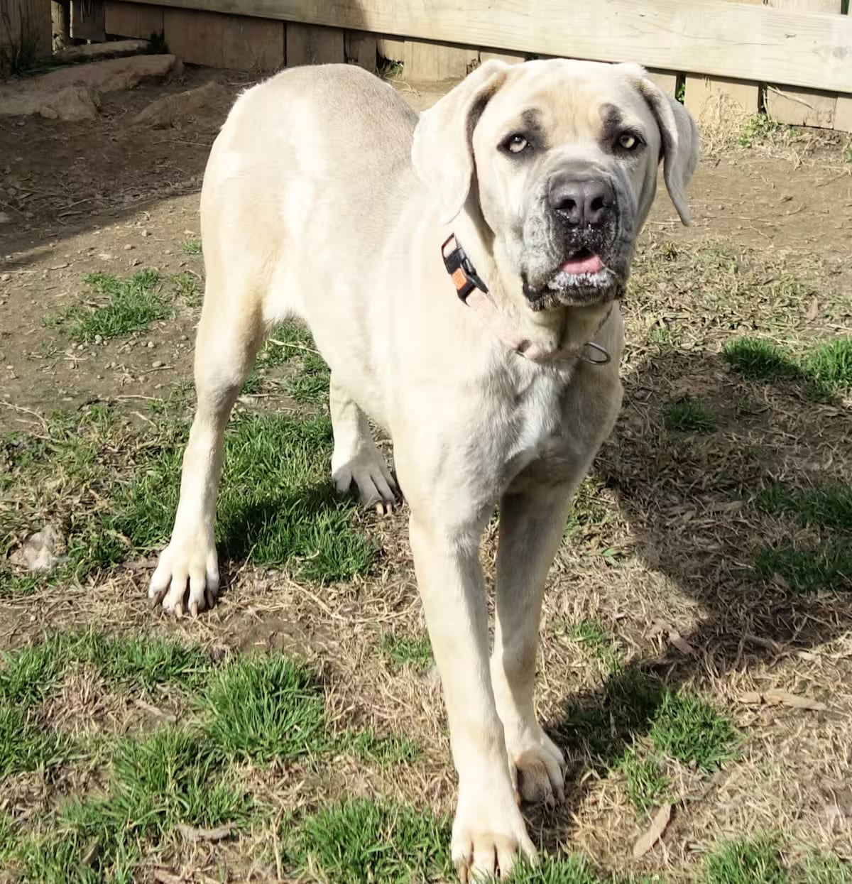 Photo of Bambi, adoptable Cane Corso in Norwood, Georgia