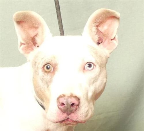 Photo of Tess, adoptable Australian Cattle Dog/Blue Heeler in Ukiah, California
