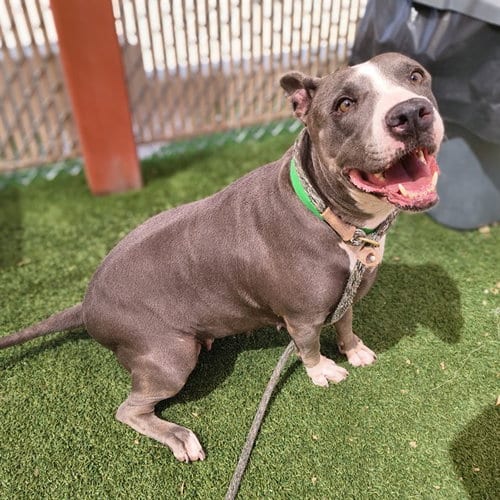 Photo of Baby, adoptable American Pit Bull Terrier in Phoenix, Arizona
