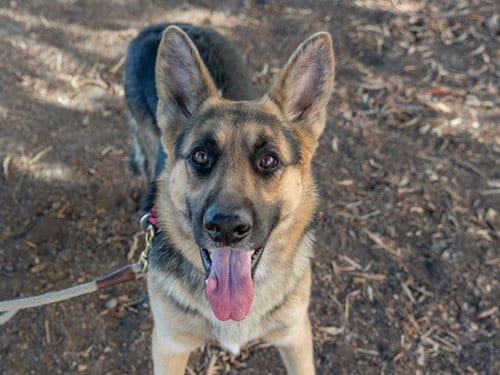 Photo of Huxley, adoptable German Shepherd Dog in Martinez, California