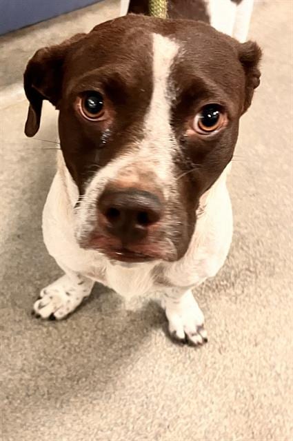 Photo of Samantha, adoptable Dachshund in Miami, Florida