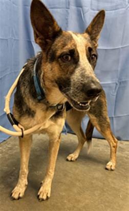 Photo of Sabrina, adoptable German Shepherd Dog in Rosenberg, Texas