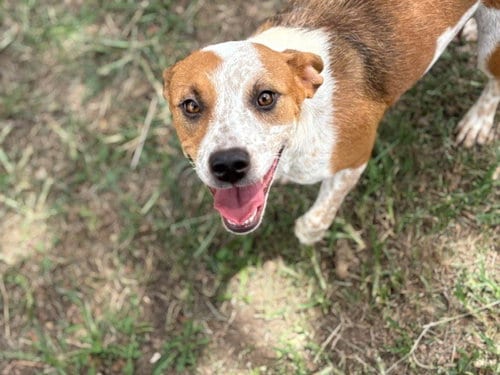 Photo of Toadette, adoptable Australian Cattle Dog/Blue Heeler in Tulsa, Oklahoma