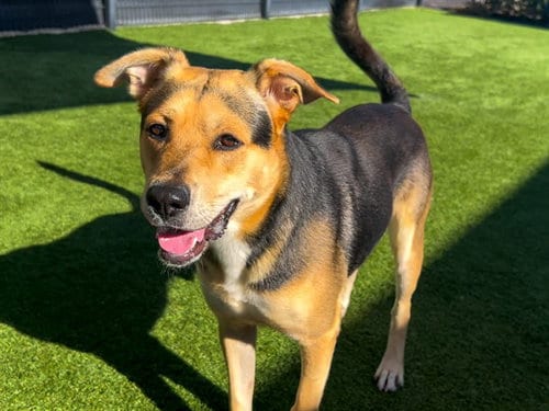 Photo of Hugo, adoptable German Shepherd Dog in Orange, California