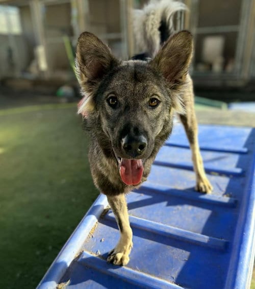 Photo of Dampimook (Soi Dog), adoptable Border Collie in San Diego, California