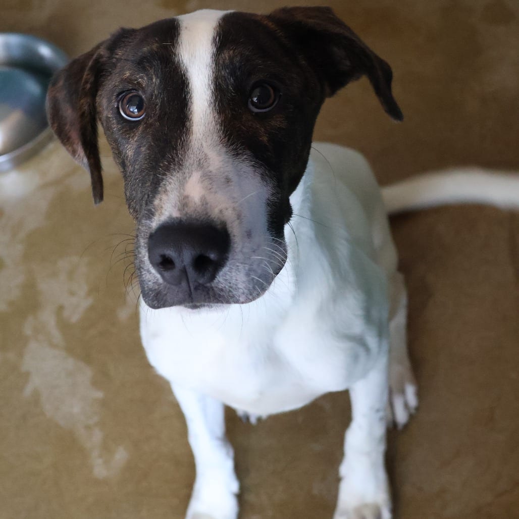 Photo of Roblox, adoptable Cattle Dog, Australian (Red Heeler) / Mix in San Antonio, Texas