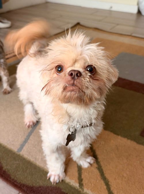 Photo of Daisy, adoptable Shih Tzu in Davis, California