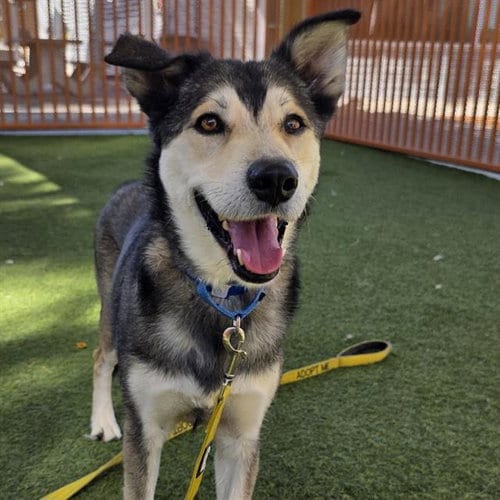 Photo of Bruhmps, adoptable Siberian Husky in Las Vegas, Nevada