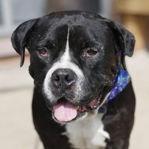 Photo of Oso, adoptable American Staffordshire Terrier in San Antonio, Texas
