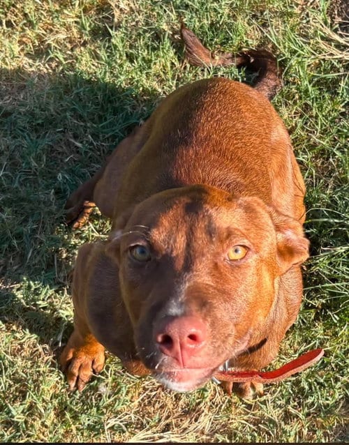 Photo of Cinnamon, adoptable Pit Bull Terrier in Claremore, Oklahoma