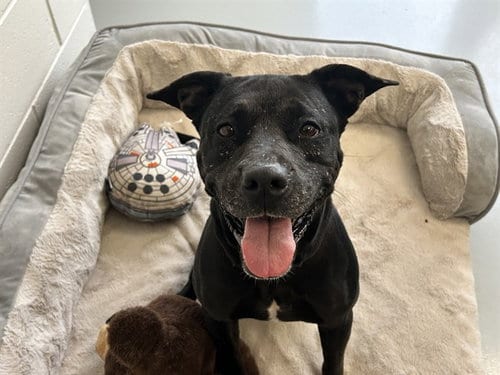 Photo of Lily, adoptable American Pit Bull Terrier in Ocala, Florida