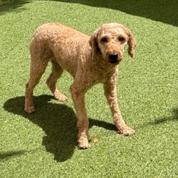 Photo of Sally 8071, adoptable Poodle (Miniature) in Loxahatchee, Florida