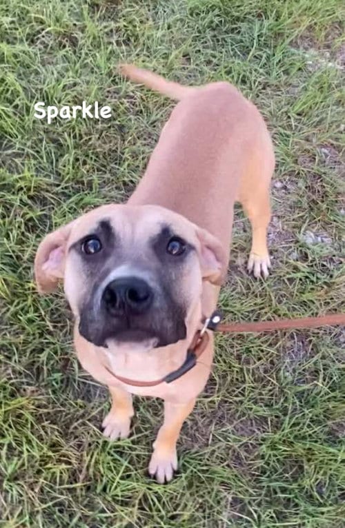 Photo of Sparkle, adoptable Unknown breed (medium coat) in Ridgefield, Connecticut