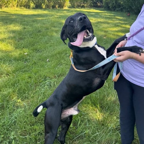 Photo of Rocky, adoptable Black Labrador Retriever in Muskegon, Michigan