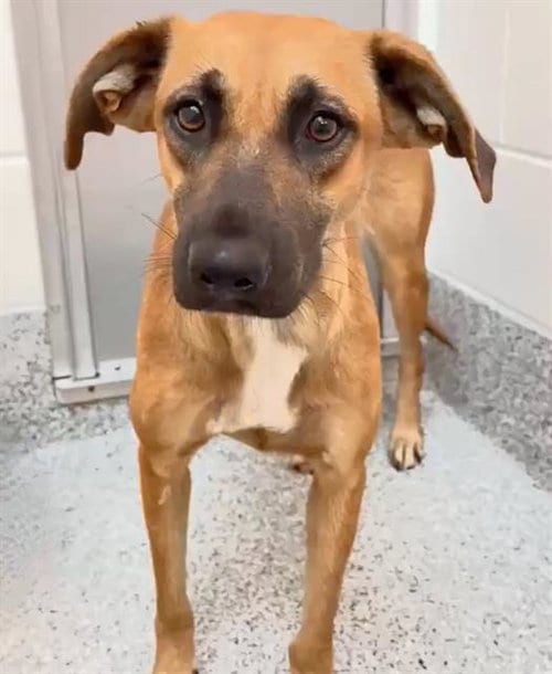 Photo of Verona, adoptable Labrador Retriever in Houston, Texas