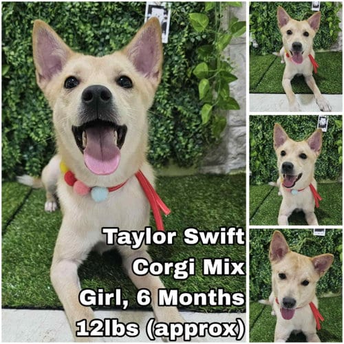 Photo of Taylor Swift from Korea, adoptable Corgi in Federal Way, Washington