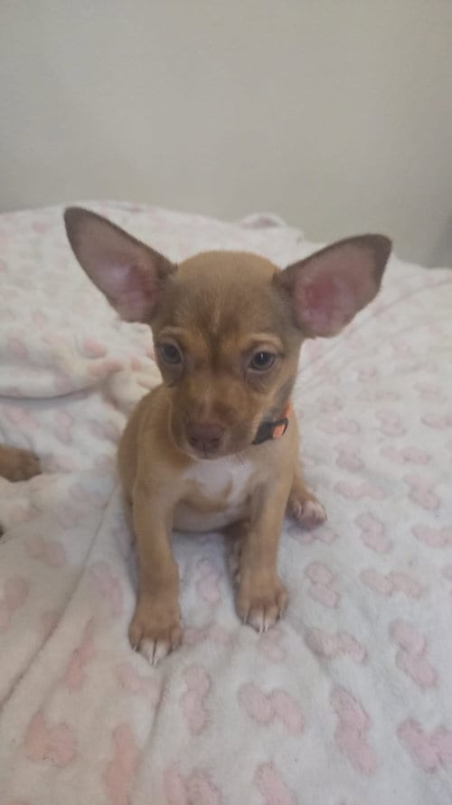 Photo of Enzo, adoptable Chihuahua in Virginia Beach, Virginia