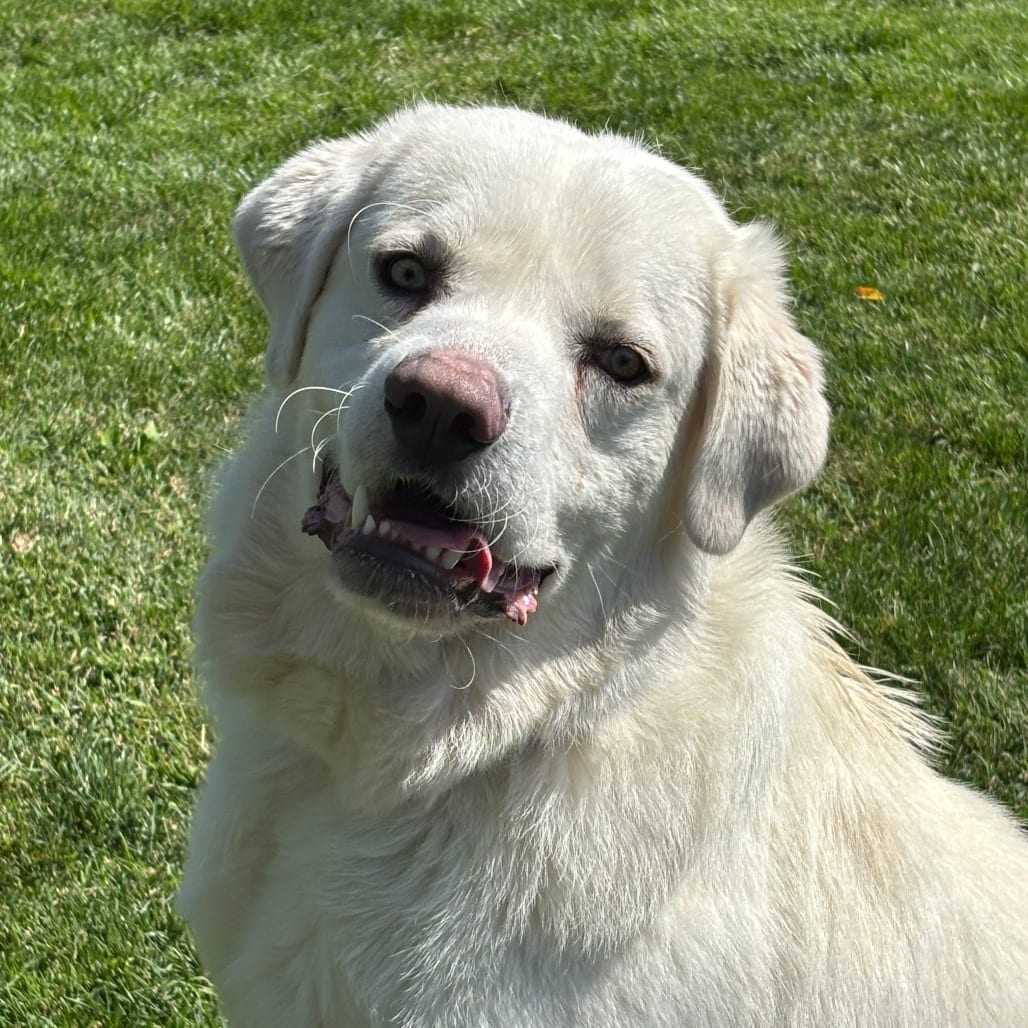 Photo of Kevin, adoptable Mixed Breed (Large) in Medford, Oregon