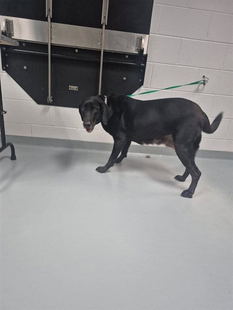 Photo of Fendi, adoptable Labrador Retriever in St. Cloud, Florida