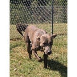 Photo of Theodore, adoptable American Pit Bull Terrier in Texas City, Texas