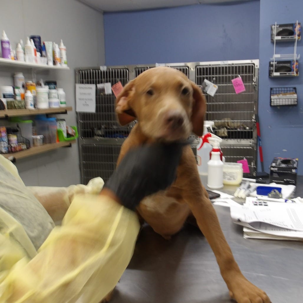 Photo of Ryan (FKA Roy Pup 4), adoptable Mixed Breed (Medium)