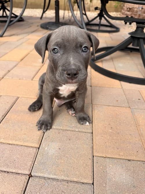 Photo of Pennywise, adoptable Pit Bull Terrier in Phoenix, Arizona