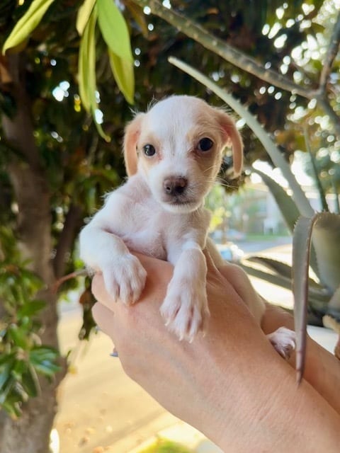 Photo of Peony, adoptable Maltese in Eugene, Oregon