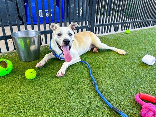Photo of Eggsy, adoptable American Staffordshire Terrier in Waco, Texas