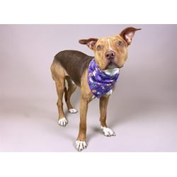 Photo of Scarlett, adoptable Tibetan Terrier in Ft Lauderdale, Florida
